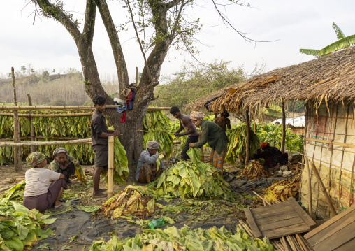 Workers sorting tobacco leaves to dry them, Chittagong Division, Rowangchhari, Bangladesh