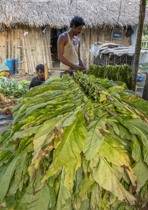 Workers sorting tobacco leaves to dry them, Chittagong Division, Rowangchhari, Bangladesh