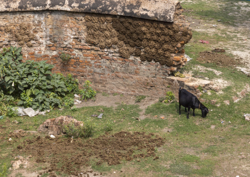 Drying cakes of cow dung on wall of old building for use as fuel, Dhaka Division, Shivalaya, Bangladesh