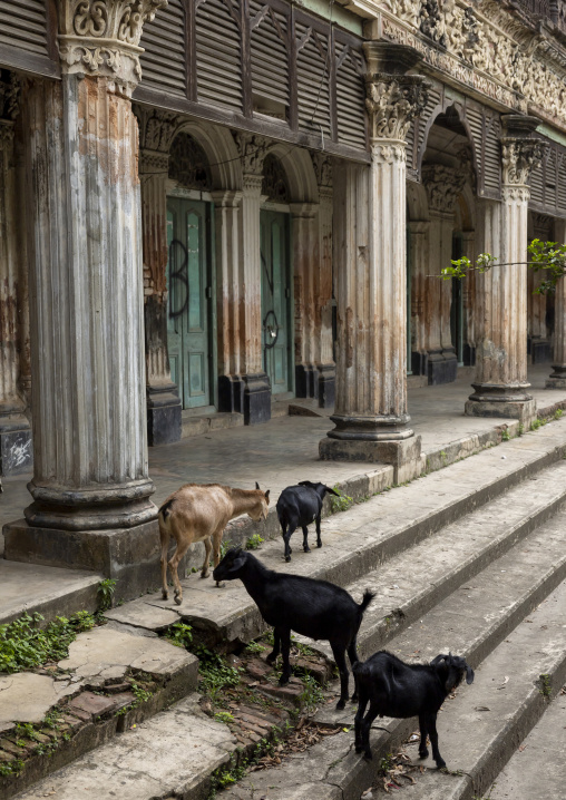 Goats in an heritage house at Pakutia Zamindar Bari, Dhaka Division, Nagarpur, Bangladesh