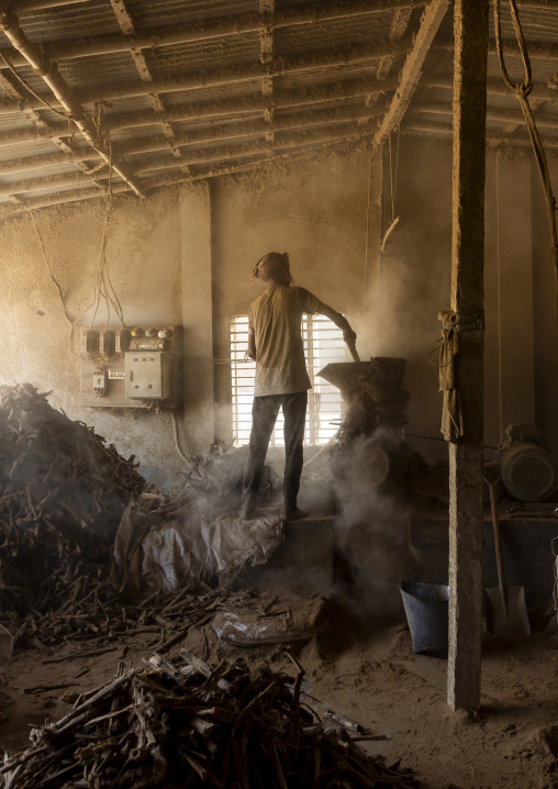 Bangladeshi worker putting dried tobacco leaves in grinder, Rangpur Division, Rangpur, Bangladesh