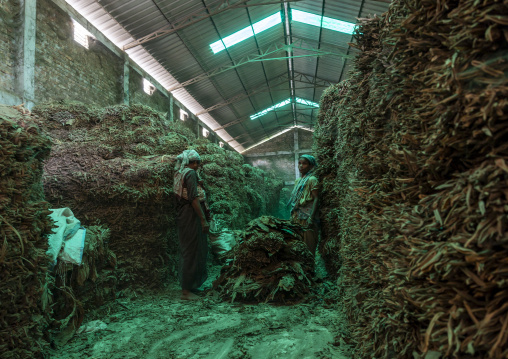 Workers arranging dried tobacco leaves in a warehouse, Rangpur Division, Rangpur, Bangladesh