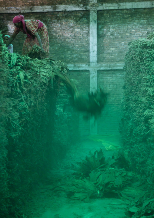 Workers arranging dried tobacco leaves in a warehouse, Rangpur Division, Rangpur, Bangladesh