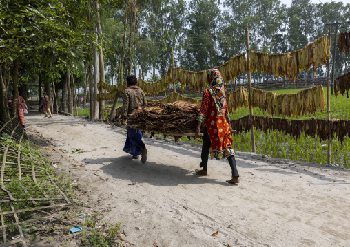 Bangladeshi couple carrying dried tobacco leaves, Rangpur Division, Rangpur, Bangladesh