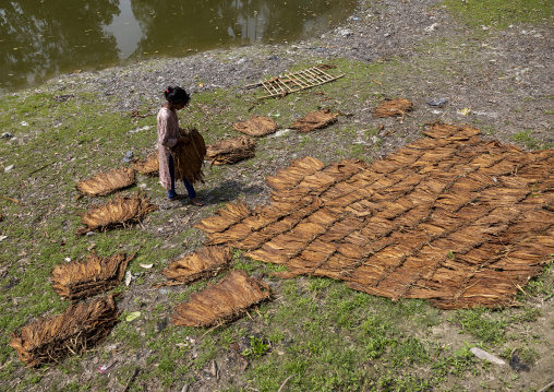 Bangladeshi girl putting tobacco leaves on the floor to dry, Rangpur Division, Rangpur, Bangladesh
