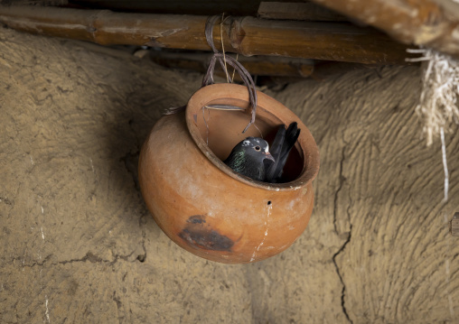 Pigeon in a pottery inside a house, Rajshahi Division, Tanore, Bangladesh