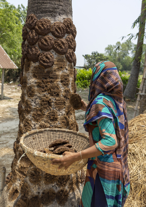 Bangladeshi woman putting cow dungs on a tree to dry them, Rajshahi Division, Tikoil, Bangladesh