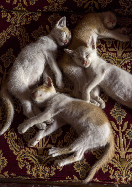 Cats sleeping all together on a carpet, Rajshahi Division, Natore, Bangladesh