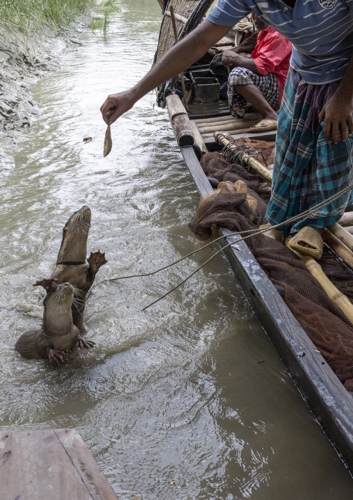 Bangladeshi fishermen use otters to fish in the Sundarbans, Khulna Division, Narail, Bangladesh