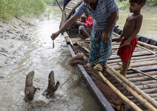 Bangladeshi fishermen use otters to fish in the Sundarbans, Khulna Division, Narail, Bangladesh