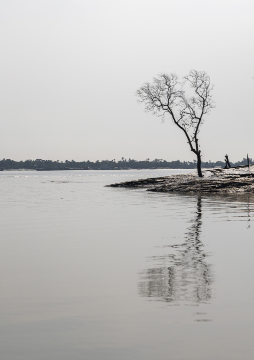 Dead tree on the riverbank, Khulna Division, Mongla, Bangladesh