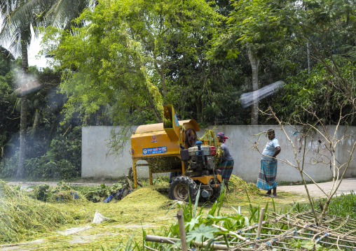 Bangladeshi people using a paddy treshing machine, Dhaka Division, Muksudpur, Bangladesh