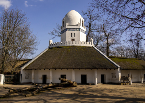 Grévy’s zebra in Berlin zoo, Berlin state, Berlin, Germany
