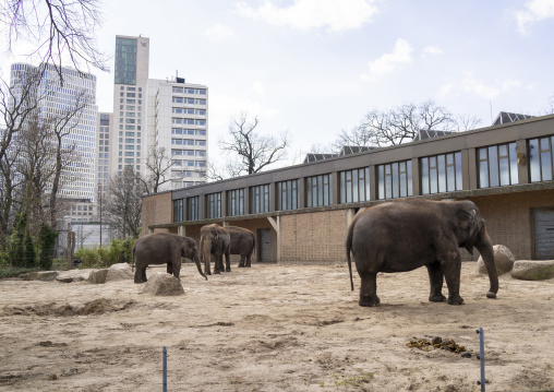 Elephants against modern buildings in the city in Berlin zoo, Berlin state, Berlin, Germany