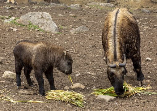 Budorcas taxicolor takins mother and baby in Royal Takin preserve, Thimphu, Motithang, Bhutan