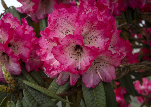 Rhododendron flowers, Punakha, Dochula Pass, Bhutan