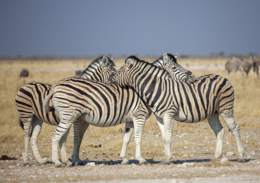 Zebras in the park, Kunene region, Etosha, Namibia