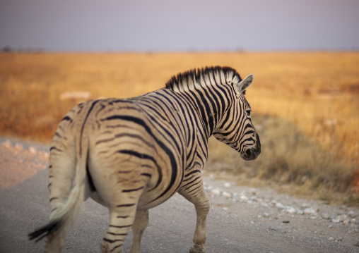 Zebra in the park, Kunene region, Etosha, Namibia