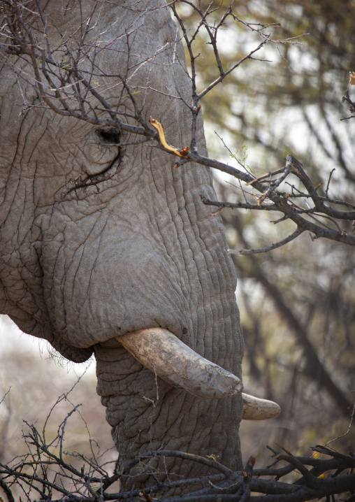 Elephant eating in the bush, Kunene region, Etosha, Namibia