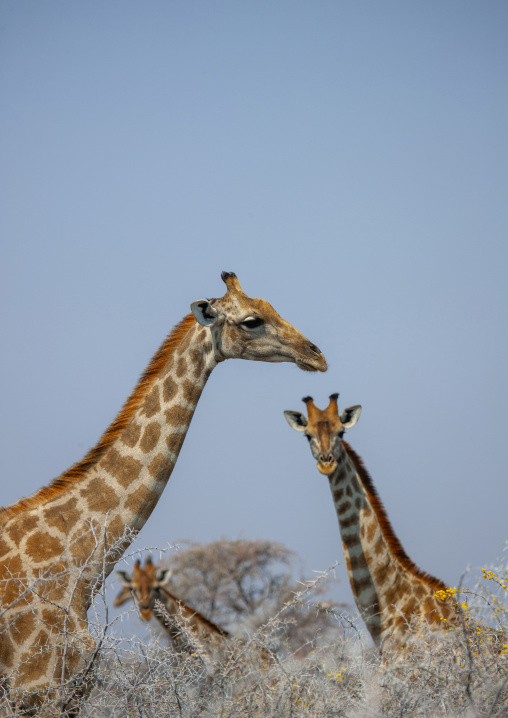 Giraffes in the bush, Kunene region, Etosha, Namibia