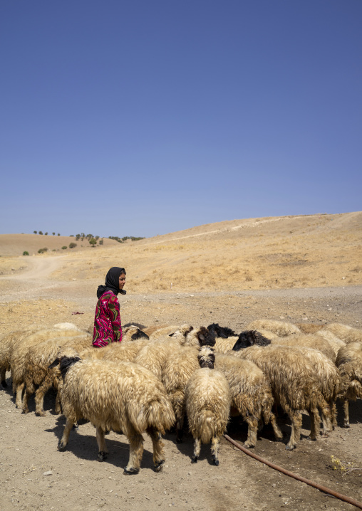 Kurdish sheperd, Azaban, Kurdistan, Iraq