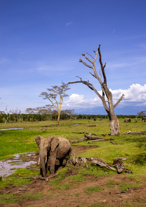 African elephant (loxodonta africana), Laikipia county, Mount kenya, Kenya