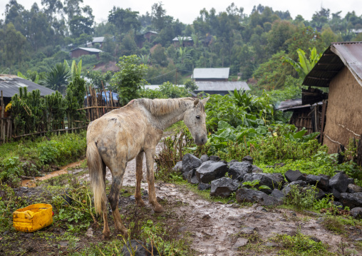 White horse in the mud, Southern Nations, Jemu, Ethiopia