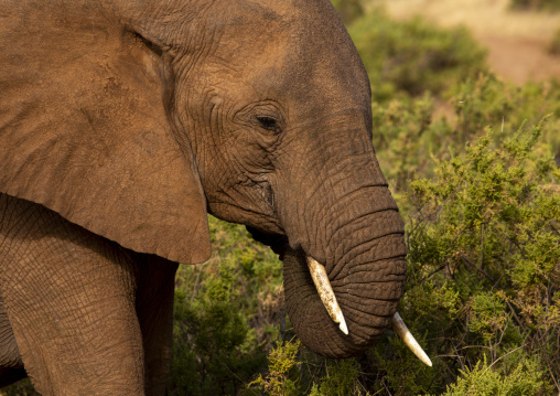 African elephant eating grass, Samburu county, Samburu national reserve, Kenya
