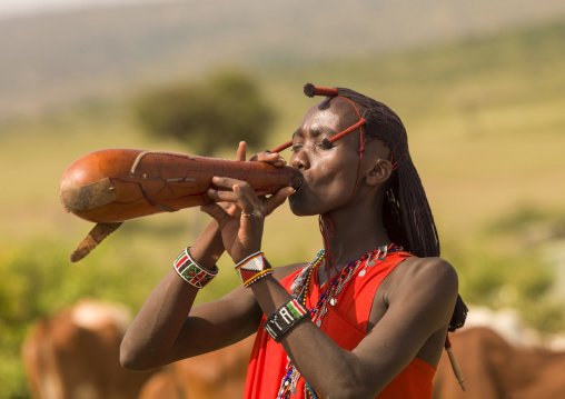 Maasai warrior drinking cow blood in a calabash, Nakuru county, Nakuru, Kenya