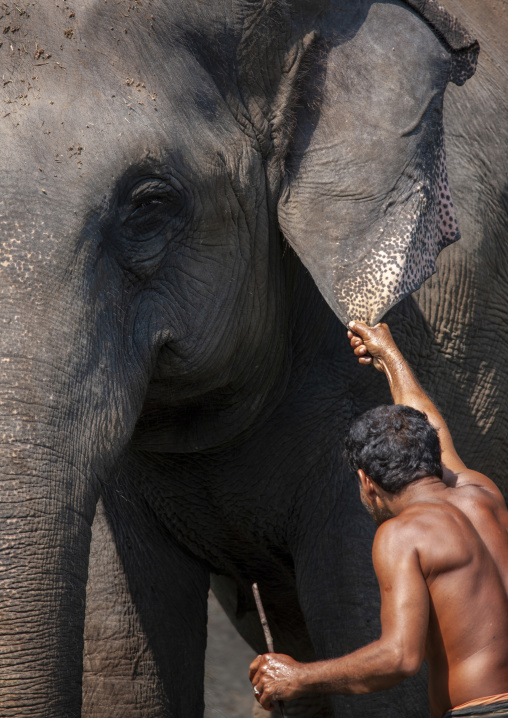 Man holding elephant ear during daily bath time, Kerala, Kochi, India