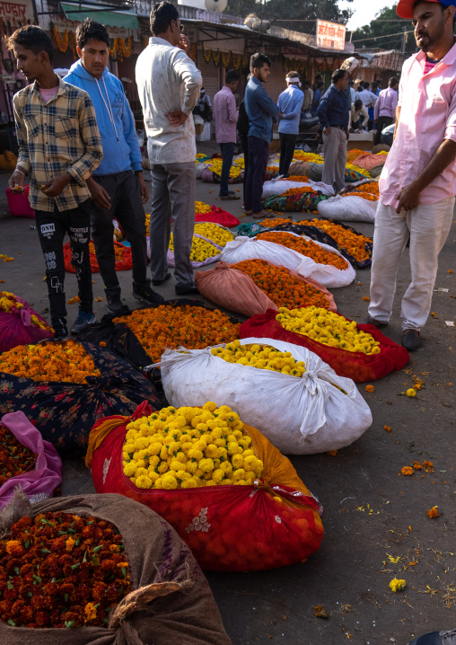 Marigold for sale in the flower market, Rajasthan, Jaipur, India