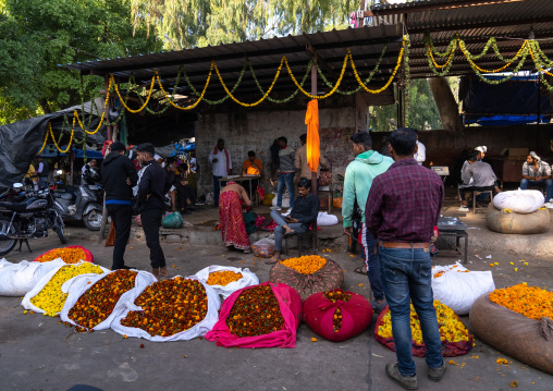 Marigold for sale in the flower market, Rajasthan, Jaipur, India