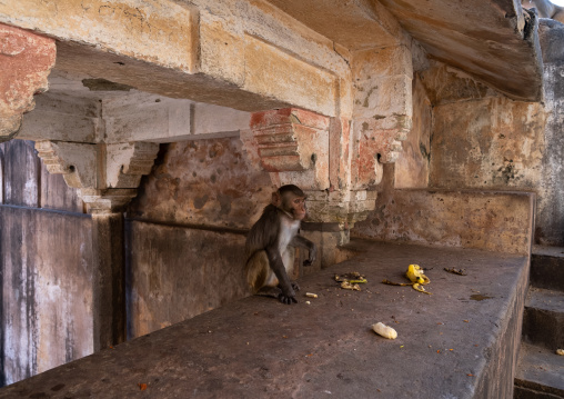 Monkey eating in Galtaji temple aka monkey temple, Rajasthan, Jaipur, India