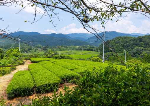 Panoramic view of tea plantations, Kyushu region, Yame, Japan