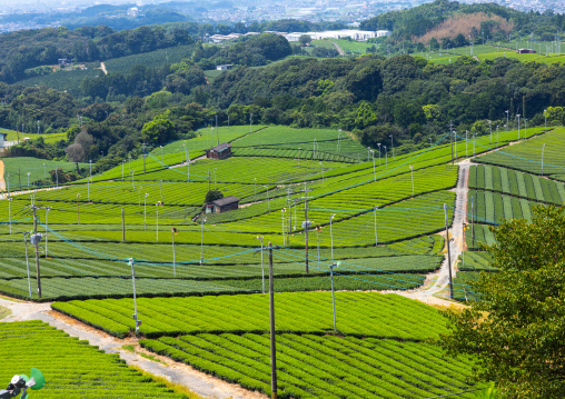 Panoramic view of tea plantations, Kyushu region, Yame, Japan