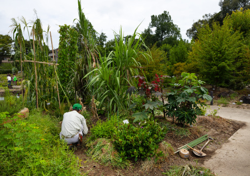 Gardener in Kyoto botanical garden, Kansai region, Kyoto, Japan