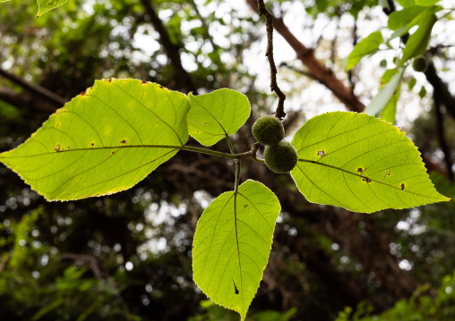 Mulberry tree used for Washi paper in Kyoto botanical garden, Kansai region, Kyoto, Japan