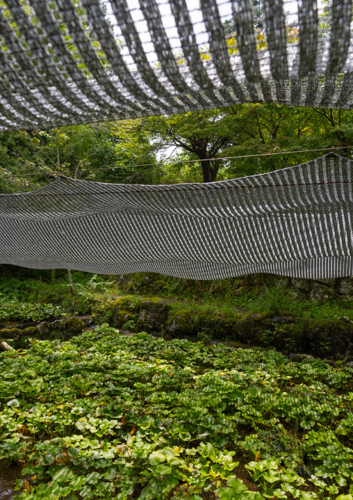 Cultivation of wasabi crops, Shizuoka prefecture, Izu, Japan