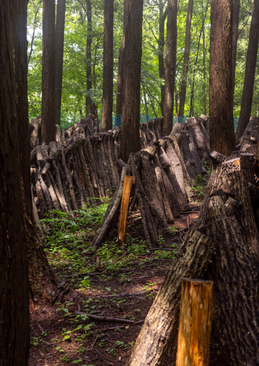 Shiitake mushrooms cultivation in the forest, Shizuoka prefecture, Izu, Japan