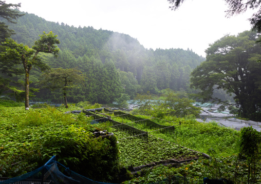 Cultivation of wasabi crops in the hills, Shizuoka prefecture, Ikadaba, Japan