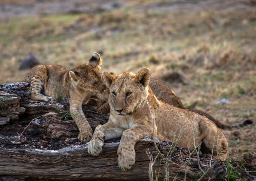 Lion Cubs playing together, Kajiado County, Amboseli, Kenya