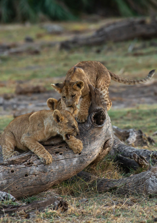 Curbs playing on a dead trunk, Kajiado County, Amboseli, Kenya