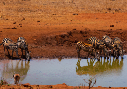 Common zebras (Equus quagga) drinking in a water pond, Coast Province, Tsavo West National Park, Kenya