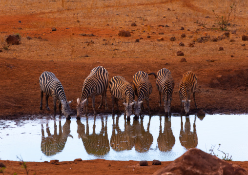 Common zebras (Equus quagga) drinking in a water pond, Coast Province, Tsavo West National Park, Kenya