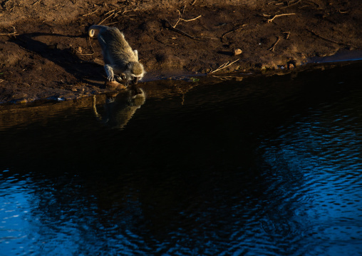 Monkey drinking, Coast Province, Tsavo West National Park, Kenya