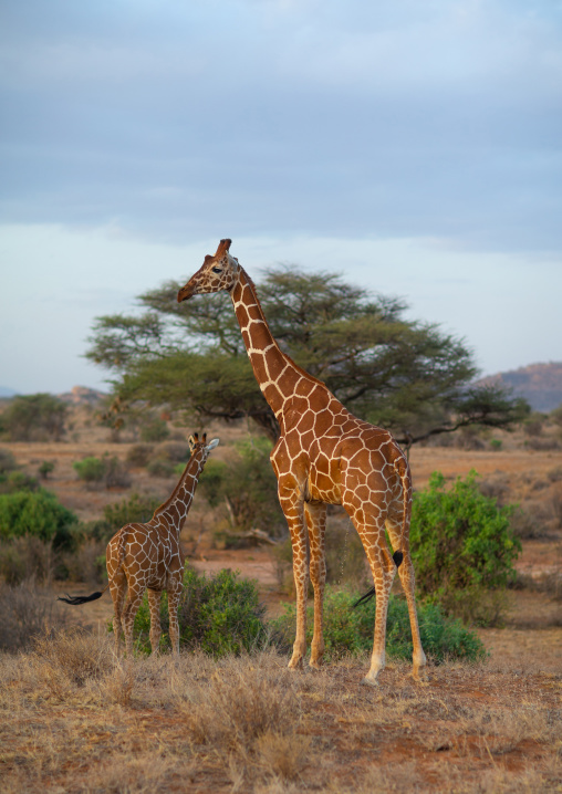 Reticulated giraffes (Giraffa camelopardalis reticulata) in the bush, Samburu County, Samburu National Reserve, Kenya