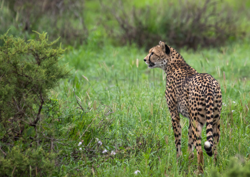 Cheetahs (acinonyx jubatus) in green grass after rain, Samburu County, Samburu National Reserve, Kenya