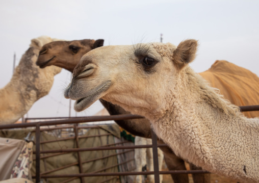 King Abdul Aziz Camel Festival, Riyadh Province, Rimah, Saudi Arabia