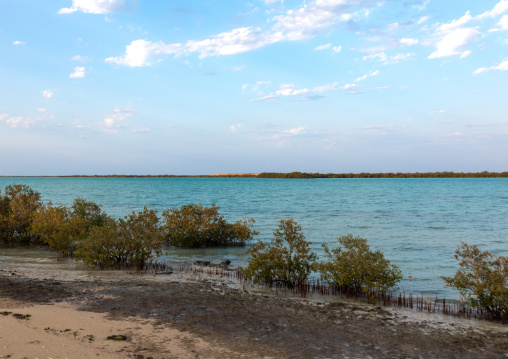 Empty beach with mangrove, Jazan Province, Farasan, Saudi Arabia