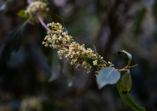 Khat flowers, Jizan Province, Faifa Mountains, Saudi Arabia